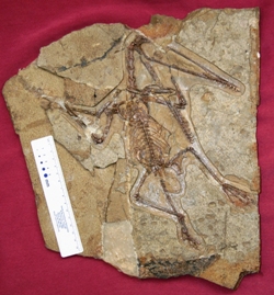 Getting ahead: the new crested pterosaur Hamipterus has researchers  aflutter, Science