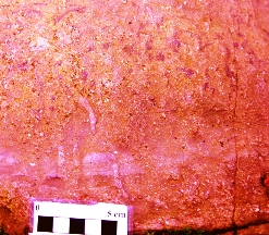 Poorly sorted conglomeratic sandstone overprinted by Skolithos burrows and purple iron oxide mottling (ferricrete pedogenesis). Both bioturbation and palaeosol development destroy most of the primary sedimentary structures in the Trichrug Formation.