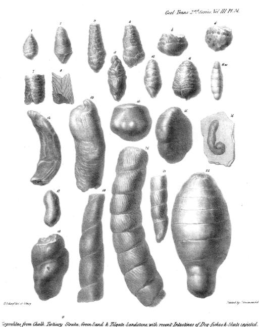 Fossil dung - coprolites - compared with modern intestines of dogfish...