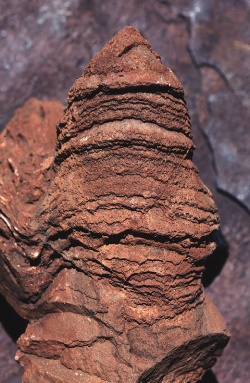 A columnar stromatolite from the 3,430 million year old Strelley Pool Group in the Pilbara region. Photo: Ken McNamara