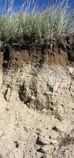 Figure 2 - pedogenic carbonates in an arid regime