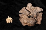 Titanoboa compared with Anaconda vertebra (left)