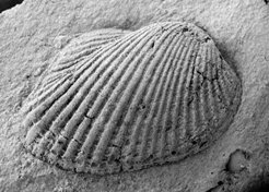 The bivalve Falcatodonta costata Cope, 1996 from the Moridunian Stage of the Arenig Series, Llangynog, Carmarthenshire. Image Courtesy & © John Cope