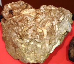 Sample of the Bristol Dinosaur material on show at the Bristol Museum. Photo: Ian Randall