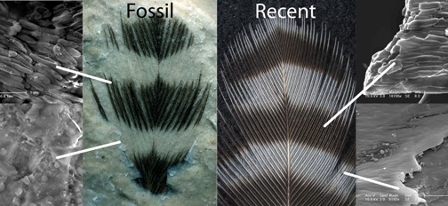 Striped fossil feather and recent woodpecker feather. Melanosomes occur in the dark but not the light areas (left arrows) of the fossil. For comparison, melanosomes from a broken black feather and a white feather are shown (right arr.) J Vinther/Yale