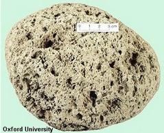Pumice