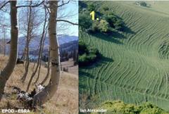 Copyright Ian Alexander 2007 www.easyweb.easynet.co.uk/~iany/patterns/patterns.htm