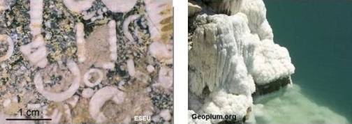 Sediments produced by Living Organisms and Evaporation