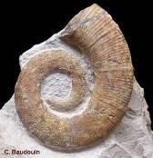 Ammonite: French Alps