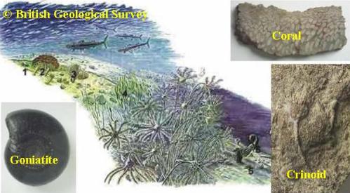 Limestone reef fossils