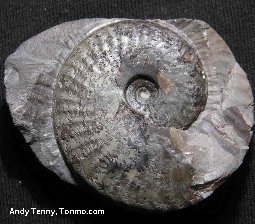 Ammonite in mudstone