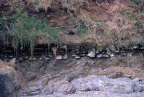 Conglomerate (pebbly layer) in raised beach deposit
