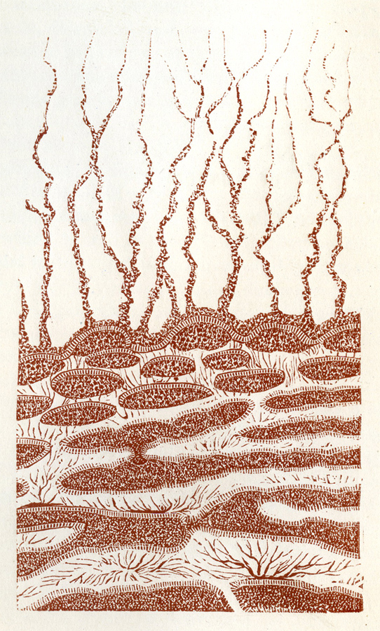 Eozoon Canadense (1875)