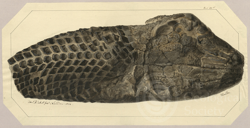 Watercolour of Lepidotus fittoni Agassiz by Joseph Dinkel