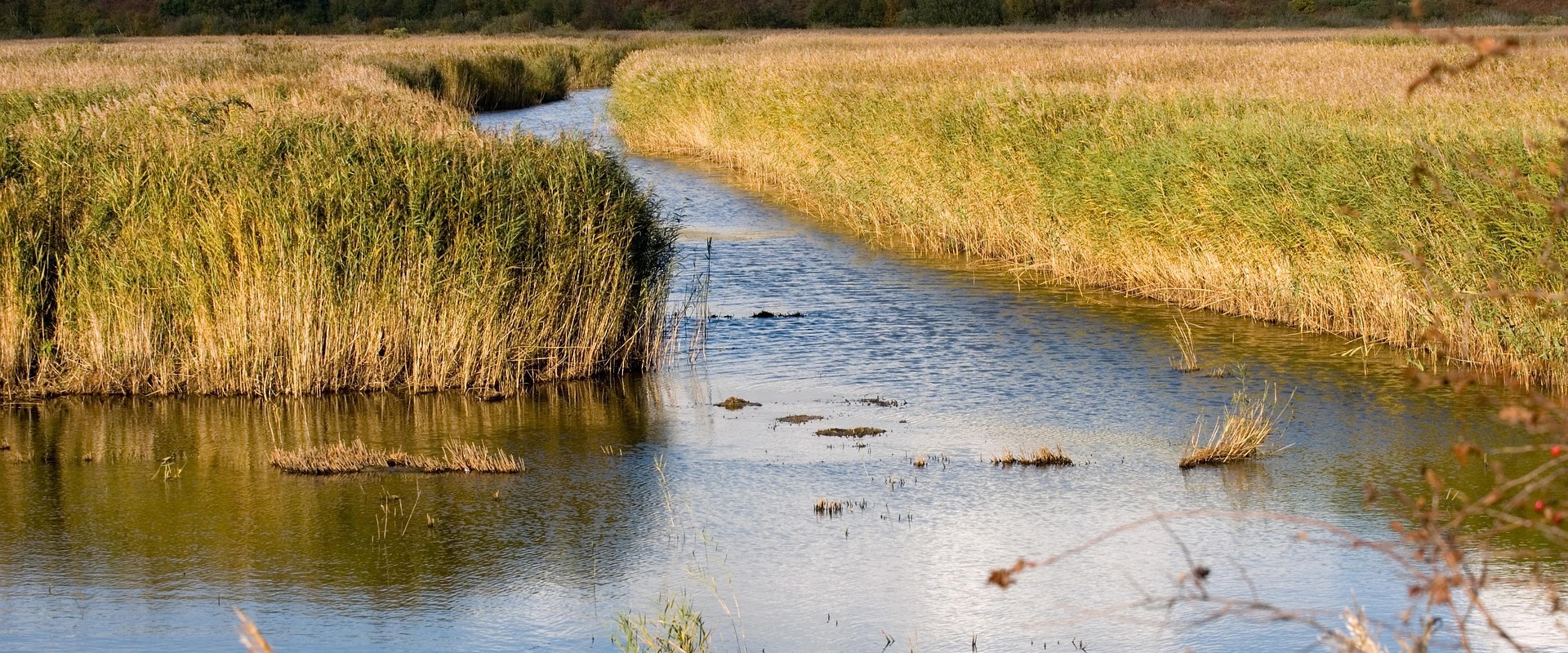 wetlands
