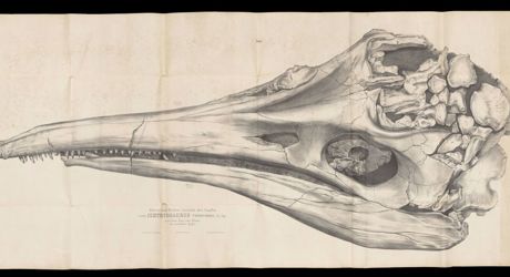 Ichthyosaur plate from Beschreibung des kolossalen Ichthyosaurus trigonodon