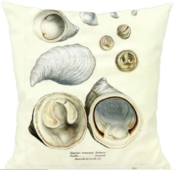 Shell Cushion