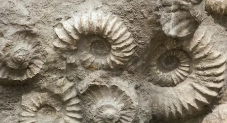 Rock Fossils