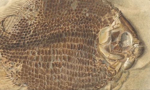 Watercolour painting of a fossil fish in dark and sandy browns with intricate scales
