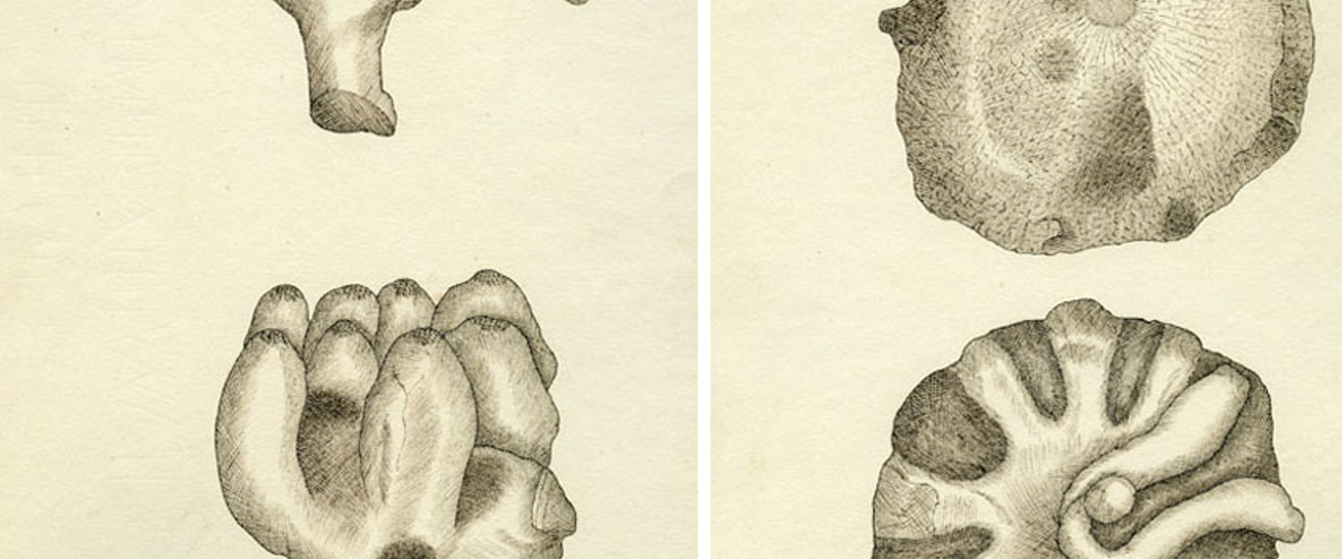 Composite of two drawings from 'Sketches of fossil Alcyonia from the Green Sand Formation at Warminster Common and the immediate vicinity of Warminster in Wiltshire', by Etheldred Benett, 1816.