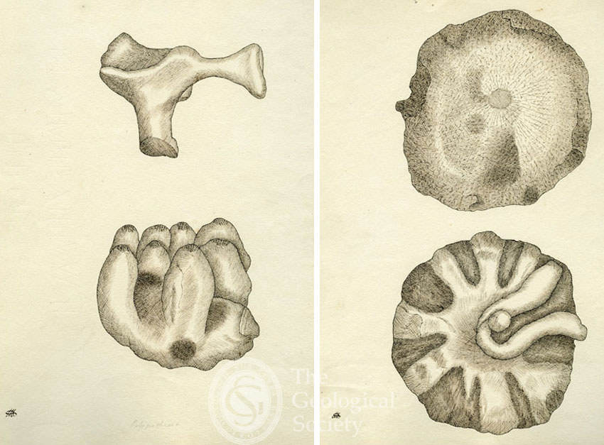 Composite of two drawings from 'Sketches of fossil Alcyonia from the Green Sand Formation at Warminster Common and the immediate vicinity of Warminster in Wiltshire', by Etheldred Benett, 1816.