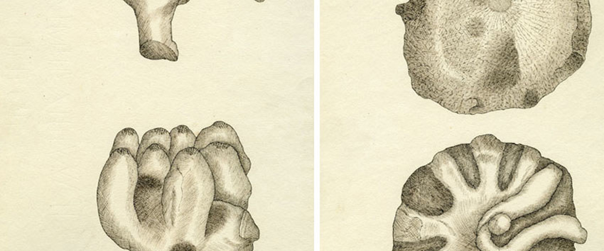Composite of two drawings from 'Sketches of fossil Alcyonia from the Green Sand Formation at Warminster Common and the immediate vicinity of Warminster in Wiltshire', by Etheldred Benett, 1816.