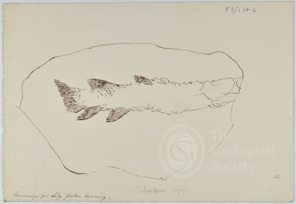 Ink drawing of Osteolepis major by Eliza Gordon Cumming