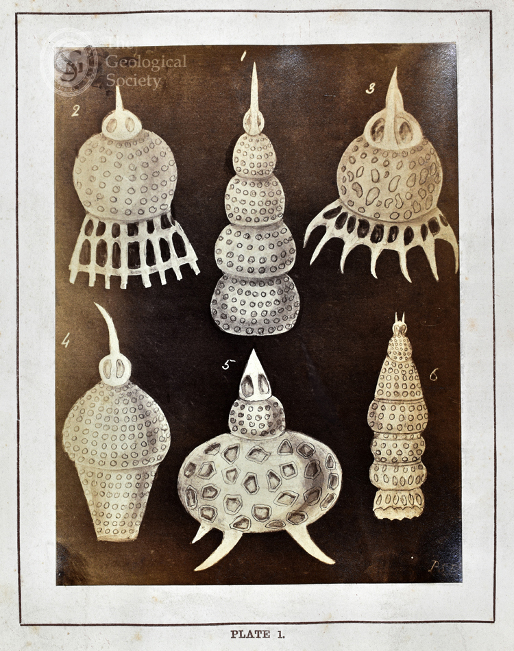 Plate 1 from  'Figures of remarkable forms of polycystins' (1862)