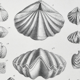 Fossil Brachiopoda from Davidson's Palaeontographical Memoir
