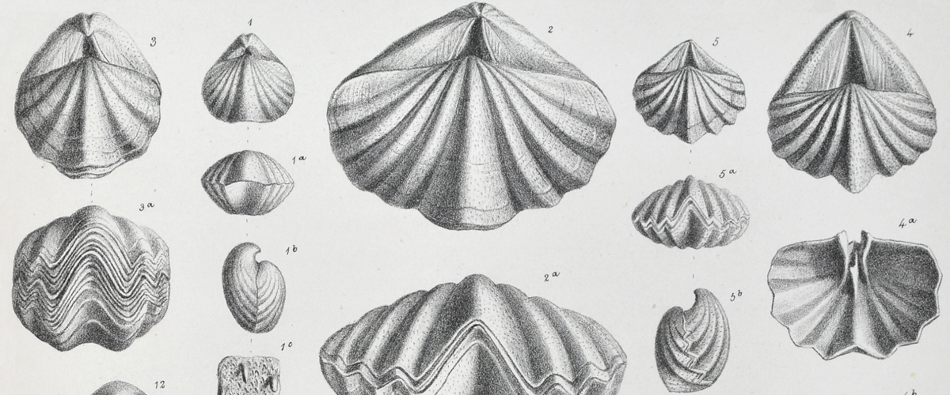 Fossil Brachiopoda from Davidson's Palaeontographical Memoir