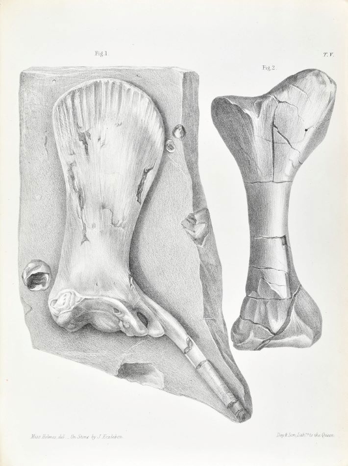 Part 3, Tab 5 Owen Wealden Reptiles Pre pubis Iguanodon