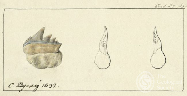 Teeth of Notidanus primigenius by Cecile Braun