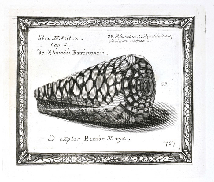 Plate 787 Conus marmoreus