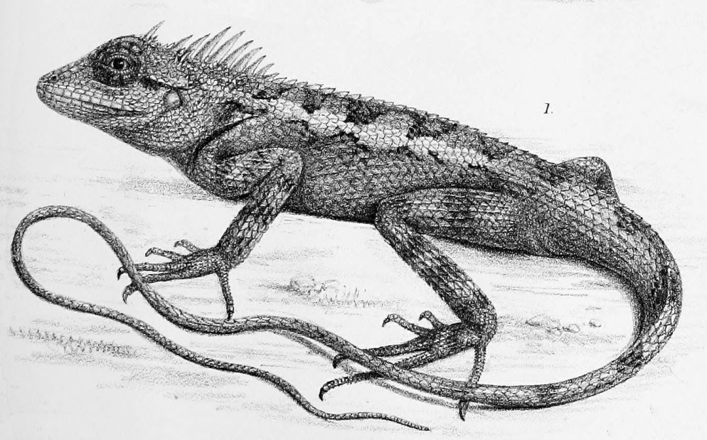 Calotes Emma, lizard named after Maria Emma Gray