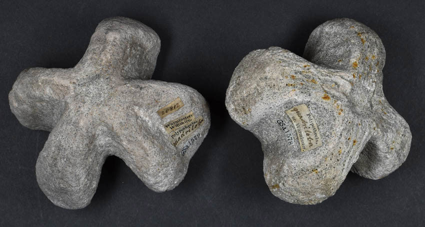 Photograph of the fossils Polypothecia Quadriloba (BGS ref: GSa 1578 1579)