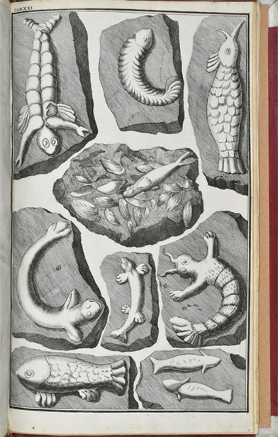 Mermaid and fish iconoliths from 'Lithographiae Wirceburgensis' (1726)