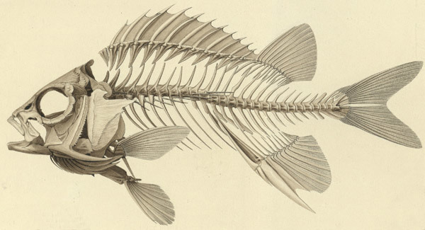 Fossil Fish by Agassiz