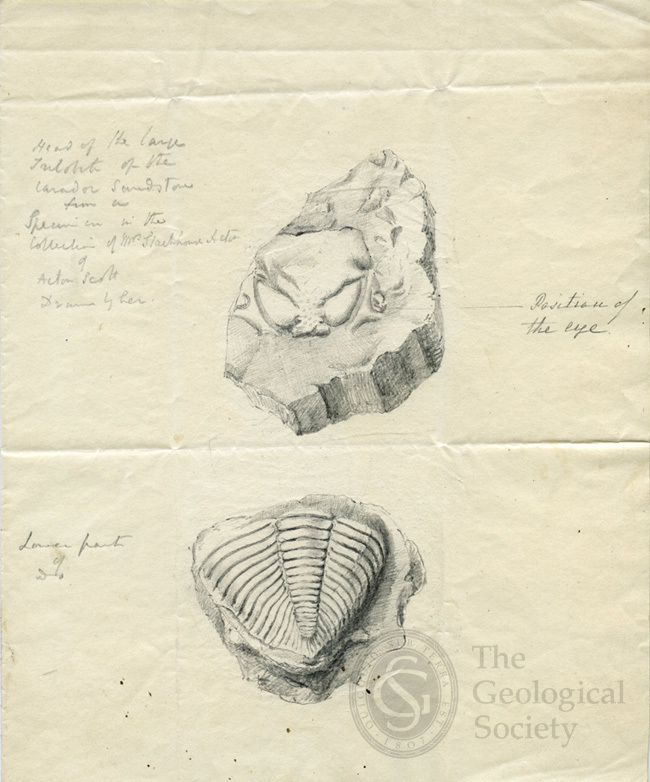 Drawings of a trilobite by Frances Stackhouse Acton