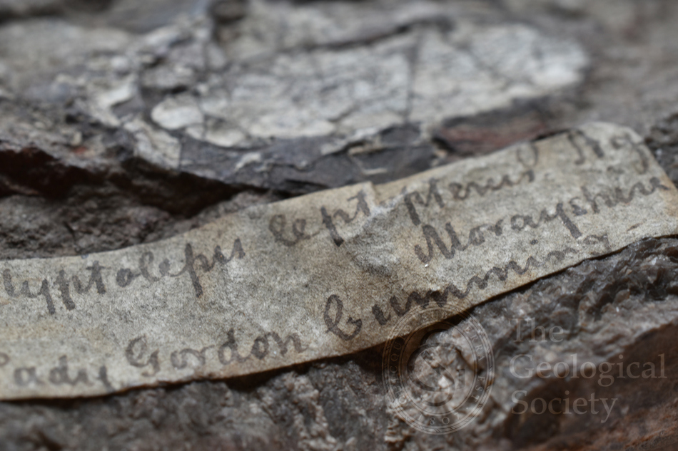 Geol Soc Coll 6517 Glyptolepis Leptoperus Label 