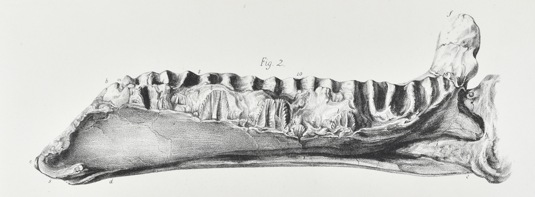 Tab 11 Plate Owen Wealden Reptiles Iguanodon jaw