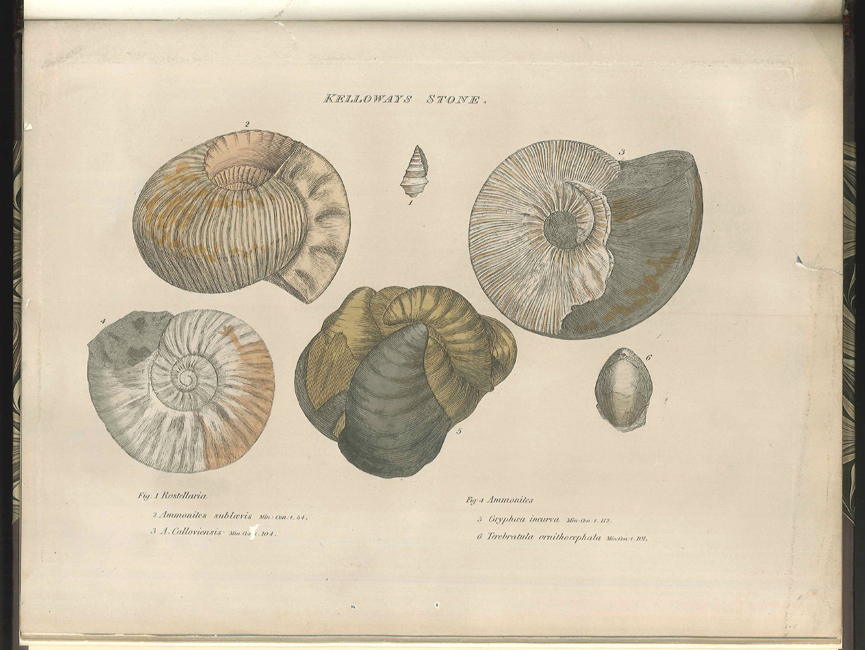 Coloured engraving showing the typical fossils in the Kelloways Stone from William Smith's ''Strata Identified by Organized Fossils, Containing Prints on Colored [sic] Paper of the Most Characteristic Specimens in Each Stratum' (1816-1819)