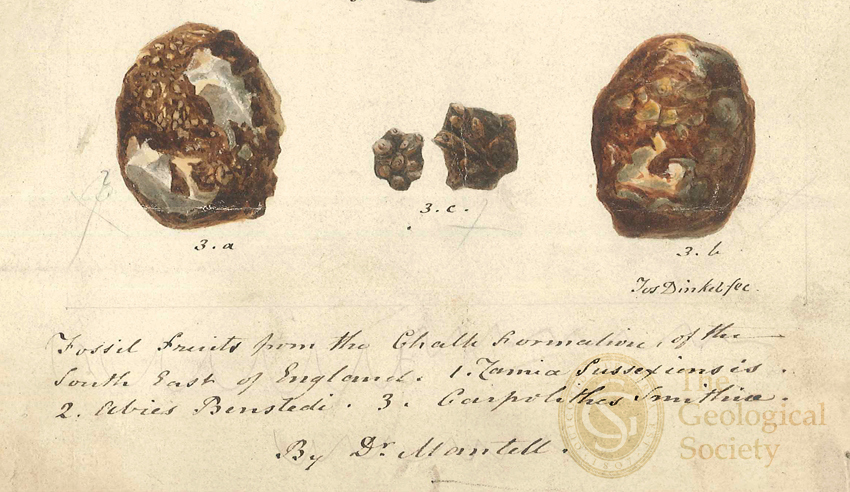 Carpolithes Smithiae, Mantell, from the white chalk of Kent