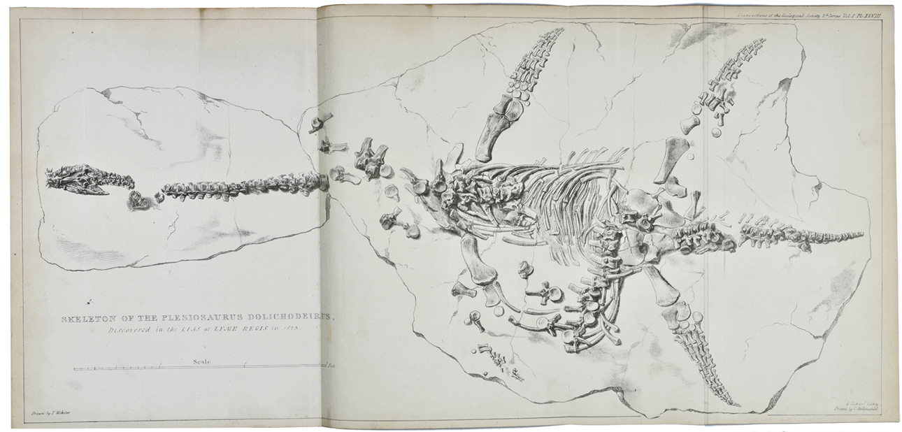 Print of the complete skeleton of Plesiosaurus dolichodeirus