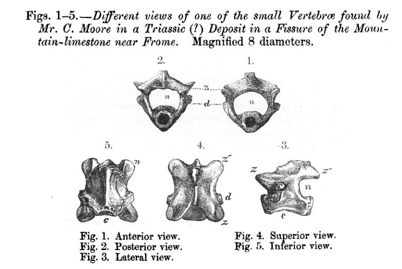 Mammalian Vertebrae from Frome