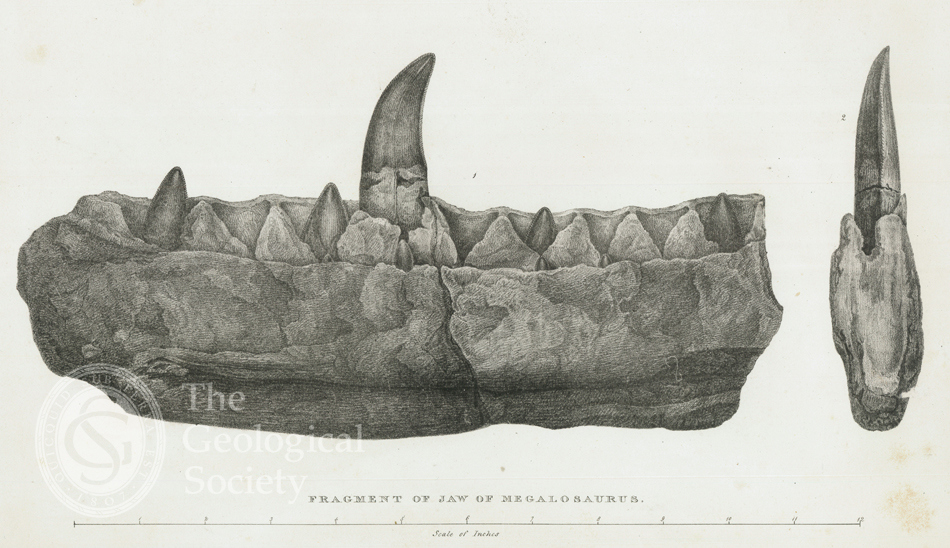 Megalosaurus jaw by Mary Morland