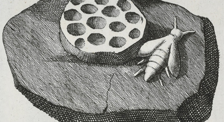 Bee and honeycomb from Beringer's 'Lithographiae Wirceburgensis' (1726)