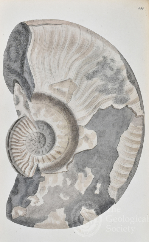  Ammonites Murchisonae from Sowerby's Mineral Conchology