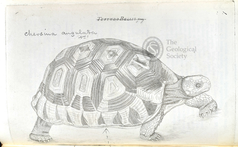 Tortoise etched by Emma J Gray, 1828