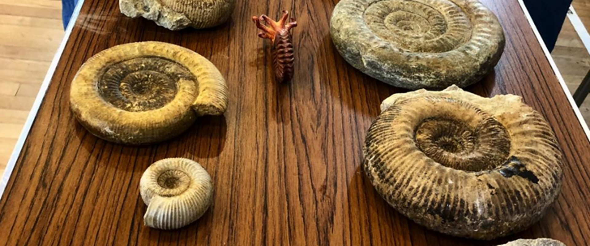 a table with large ammonite fossils on it