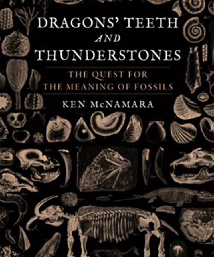 Cover Image Dragons’ Teeth and Thunderstones: The Quest for the Meaning of Fossils 